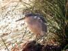 Pet Heron on Floating islands