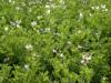 ^Potatoes in flower, Isla Amantani, Peru