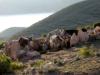 Mules at evening, Ila del Sol